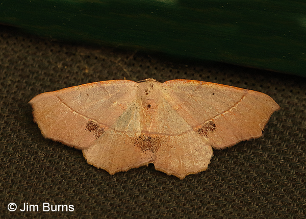 Besma rubritincta, fresh individual, Arizona