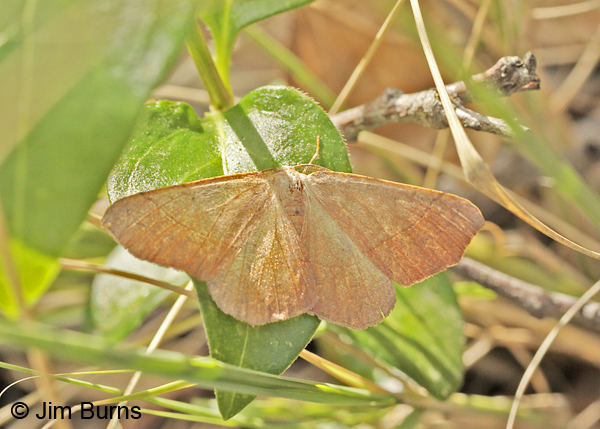 Besma rubritincta, very worn individual, Arizona