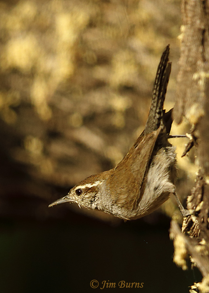 Bewick's Wren--0182