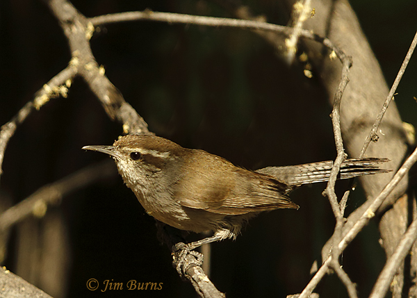 Bewick's Wren in habitat--0190