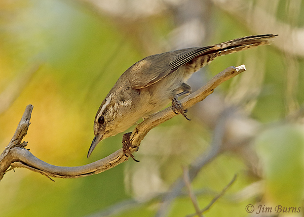 Bewick's Wren investigating--2874
