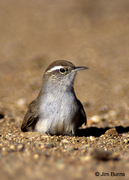 Bewick's Wren dust bathing