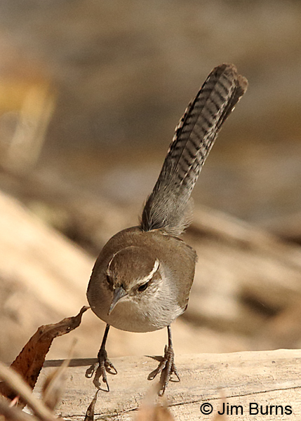 Bewick's Wren tail pattern