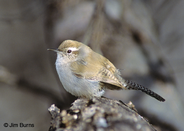 Bewick's Wren fluffed out against the cold