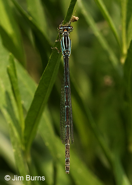 Big Bluet andromorph female dorsal view, Charles City Co., VA, June 2017
