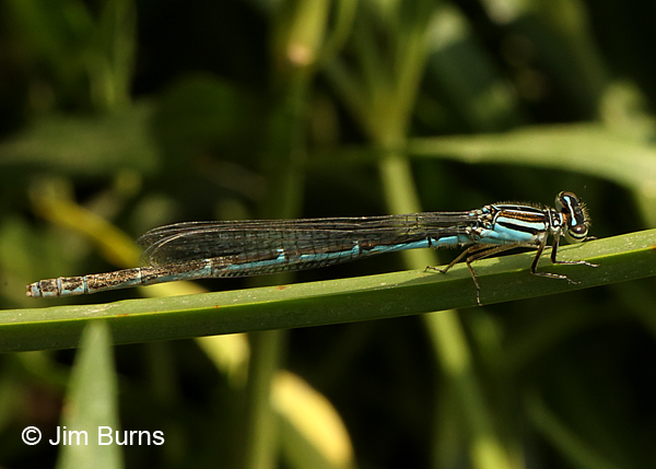 Big Bluet andromorph female, Charles City Co., VA, June 2017