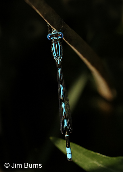 Big Bluet male, Charles City Co., VA, June 2017