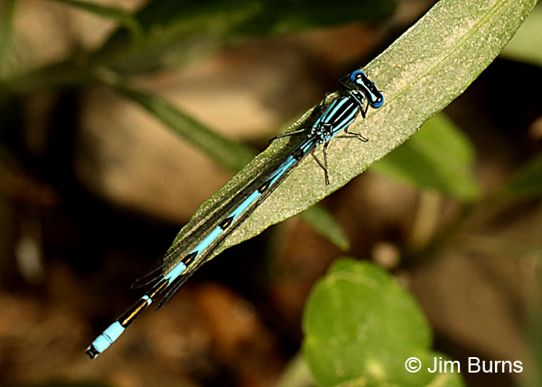Big Bluet male #2, Charles City Co., VA, June 2017