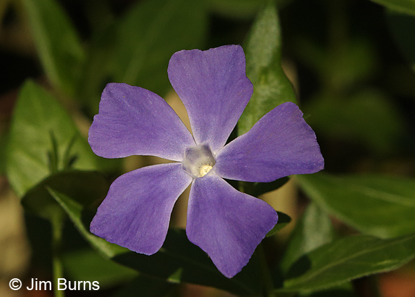 Big Periwinkle, Arizona