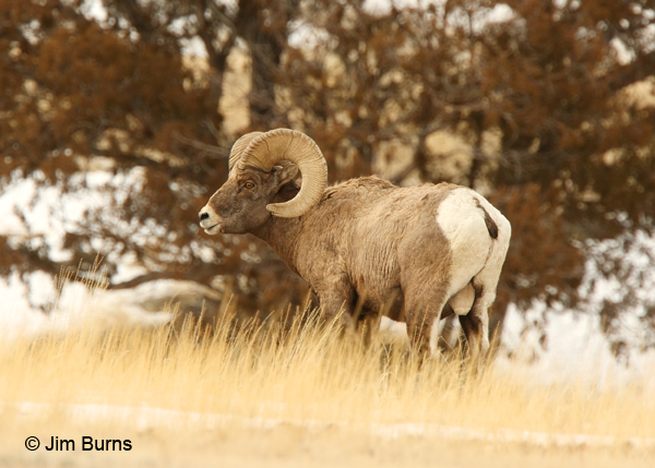 Bighorn ram