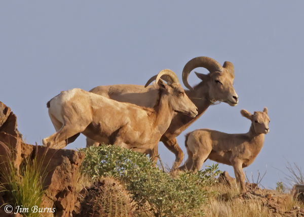 Bighorn Sheep family--5612