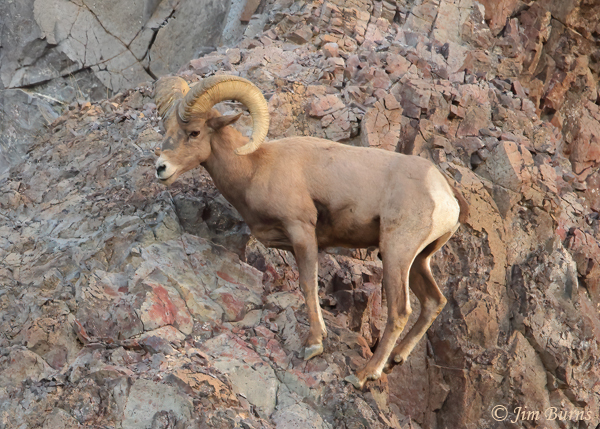 Bighorn Sheep ram posing #2--7055