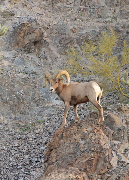 Bighorn Sheep ram on promontory--7076