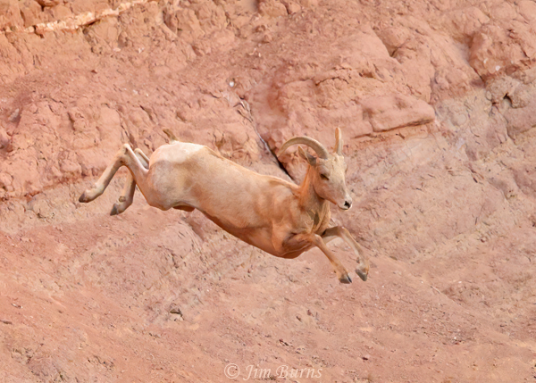 Desert Bighorn ewe broadjump--7867