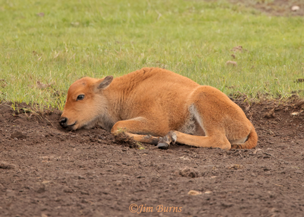 American Bison calf resting in wallow--1480