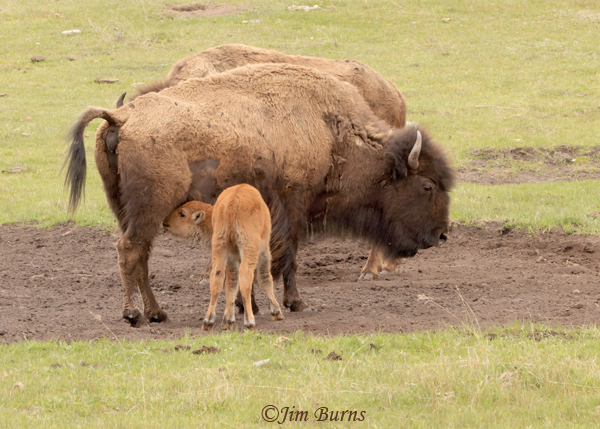 American Bison calf at breakfast--1529