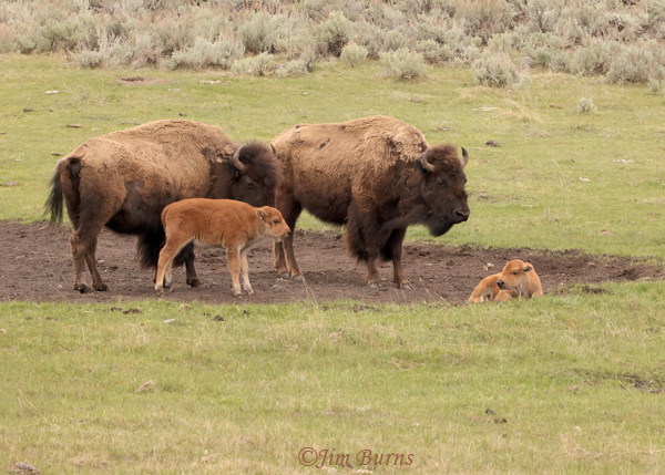 American Bison mothers with calves--1533