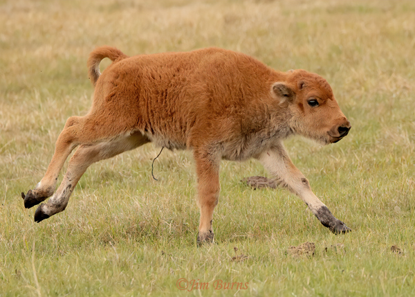 American Bison calf frolicking--1550