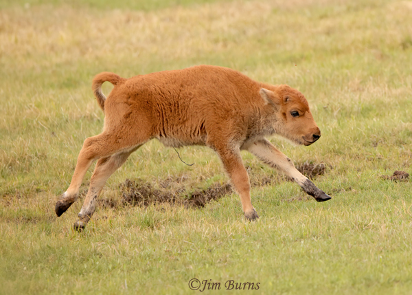American Bison calf frolicking #3--1573