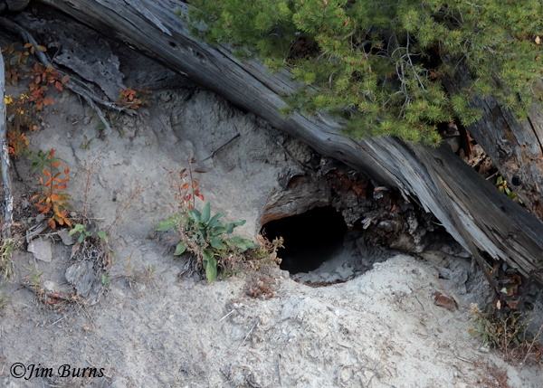 Black Bear den under fir tree snags--4890