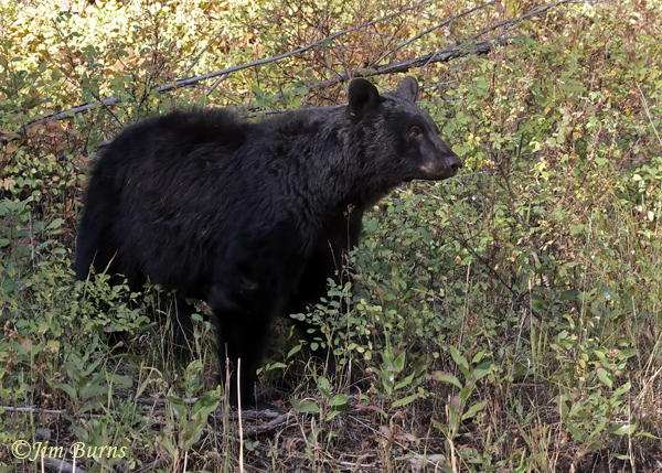 Black Bear male--3628