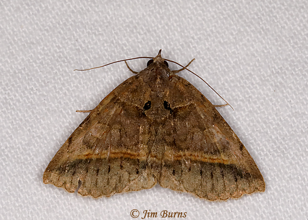 Black Bit Moth, Arizona--0476