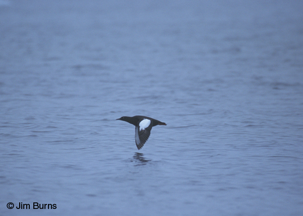 Black Guillemot in flight