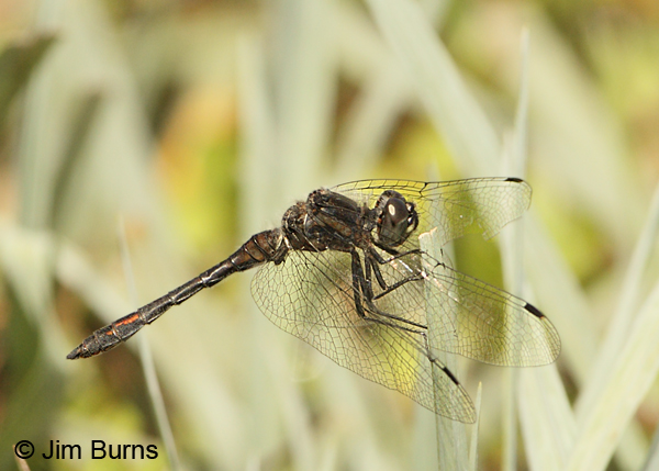Black Meadowhawk male, Apache Co., AZ, August 2012