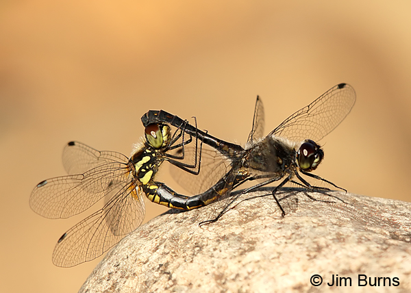 Black Meadowhawk pair in wheel, Matanuska-Susitna Co., AK, August 2016