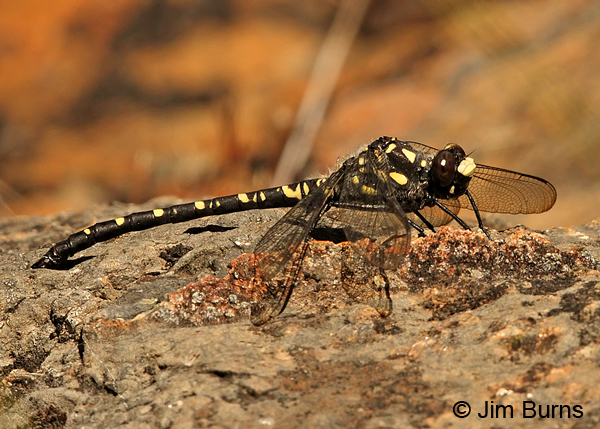Black Petaltail male, Josephine Co., OR, July 2013