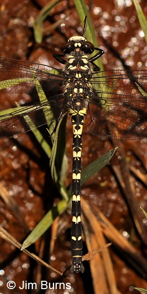 Black Petaltail male dorsal view in fen, Deschutes Co., OR, July 2013
