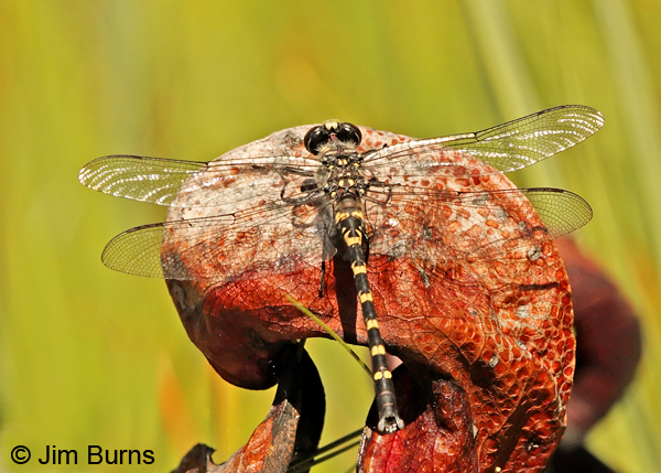 Black Petaltail male dorsal view, Josephine Co., OR, June 2013