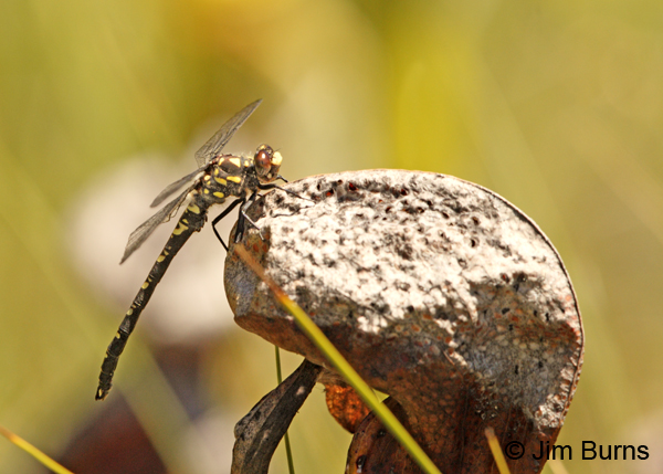 Black Petaltail male lateral view, Josephine Co., OR, June 2013