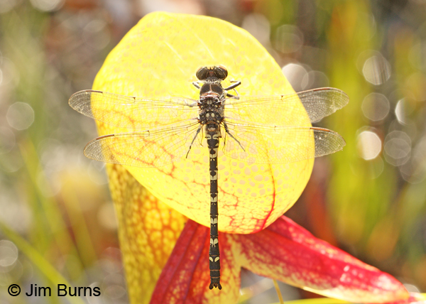 Black Petaltail male on Pitcher Plant, Josephine Co., OR, July 2013.