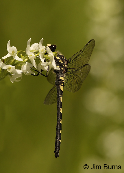 Black Petaltail male on White Bog Orchid, Lane Co., OR, July 2013