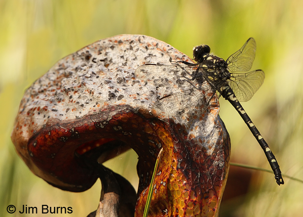 Black Petaltail male on dried Pitcher Plant, Josephine Co., OR, June 2013