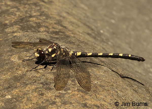 Black Petaltail male on river rock, Josephine Co., OR, July 2013.