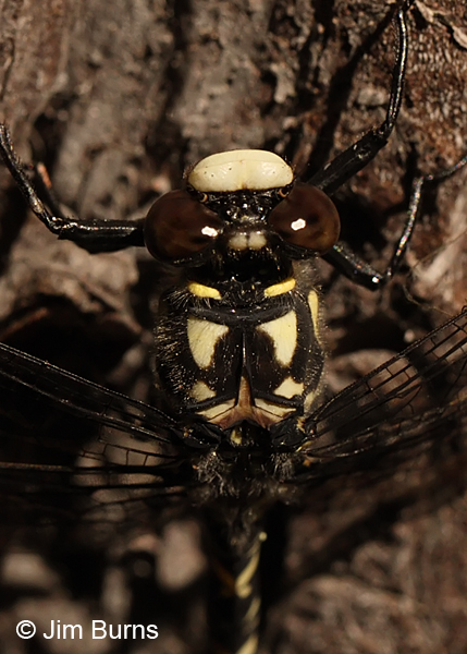Black Petaltail male top shot close-up, Deschutes Co., OR, July 2013