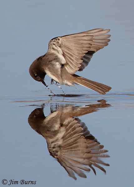 Black Phoebe capture reflection--0101