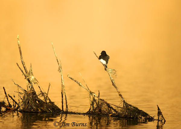 Black Phoebe sunrise on the river--0528
