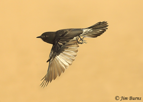 Black Phoebe flight--0534