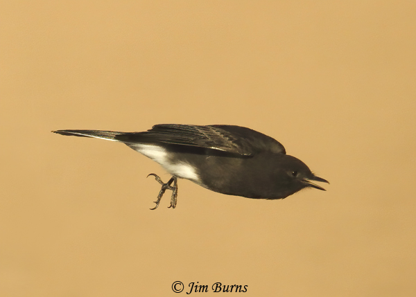 Black Phoebe flight--0546