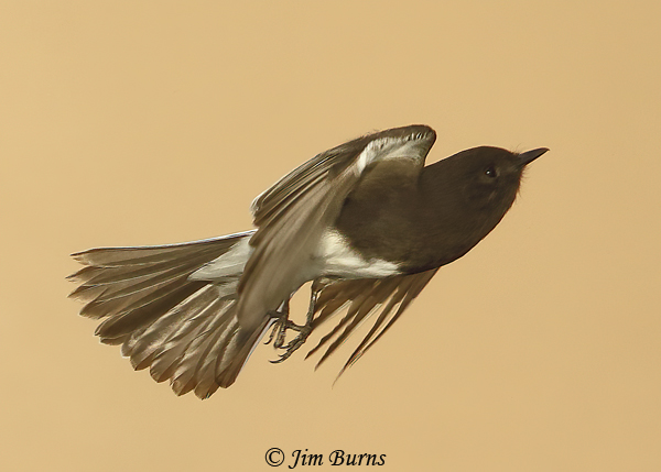 Black Phoebe flight--0888