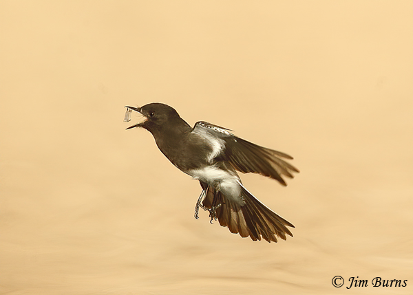 Black Phoebe flight--0939