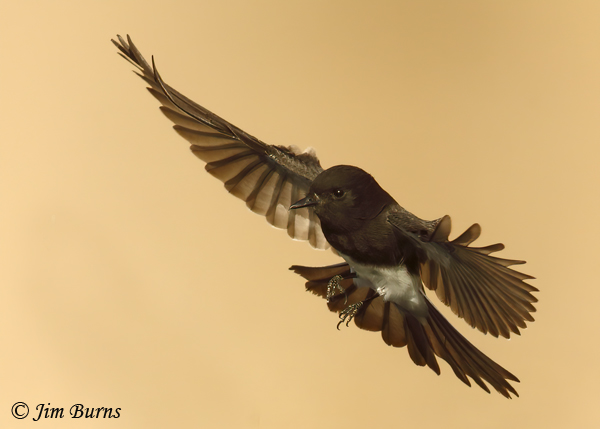 Black Phoebe flight--0949