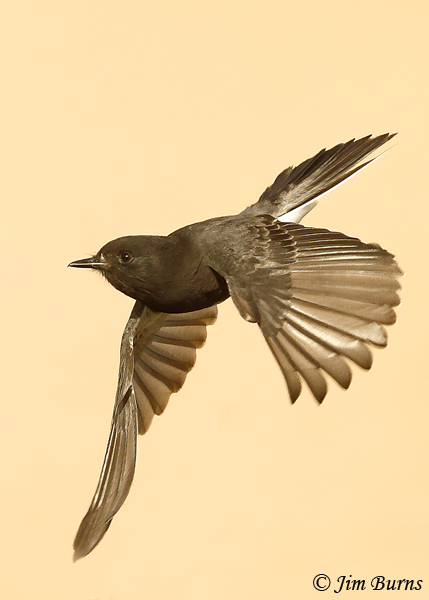 Black Phoebe flight--1036