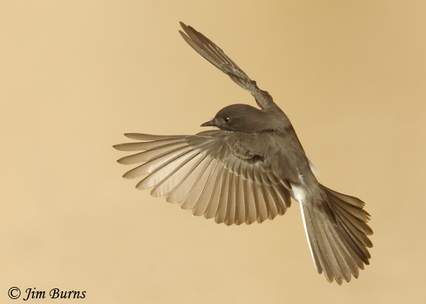 Black Phoebe flight--1069