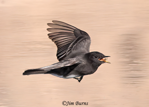 Black Phoebe, the intersection of predator and prey--2405