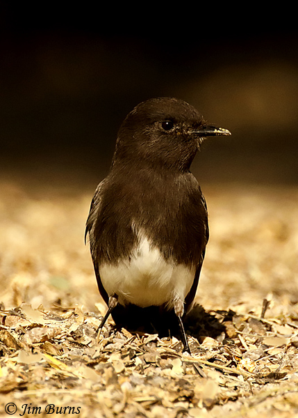 Black Phoebe in leaf litter--4410