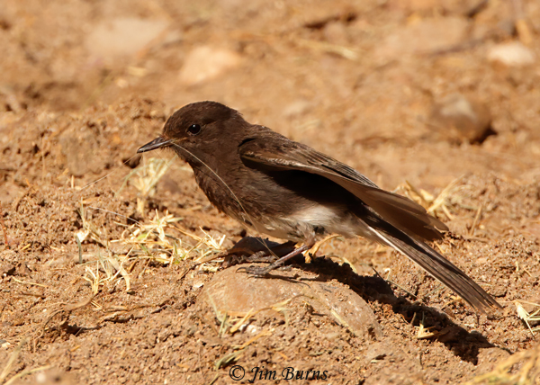 Black Phoebe gathering dead grasses to strengthen mud nest--5348
